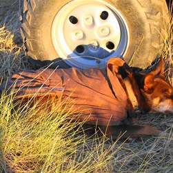Massey having  a sleep in - Note her spinifex bed!