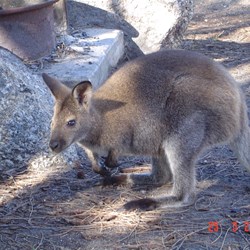 One of our visitors (Kangaroo?)