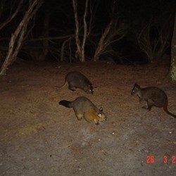 One of the Possums and 2 of the Wallabies in a standoff