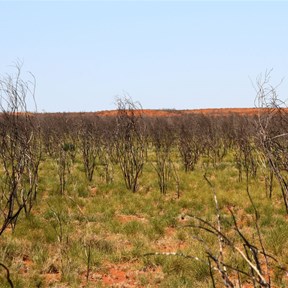 A sea of burnt acacia - Tanami Country