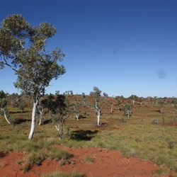 Eucalypt Glade