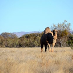 A lone camel in fine condition