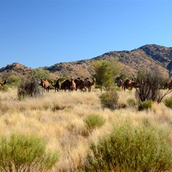 A large mob of feral grass stealers