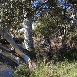 One of the many fine pools along the Rudall River