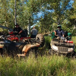 Alive with native grasses