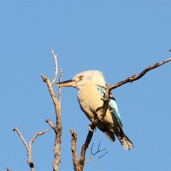 Blue Winged Kookaburra