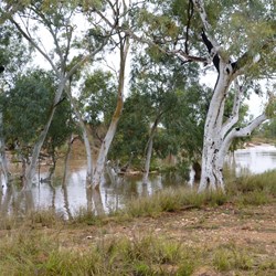 The gums by the main pool
