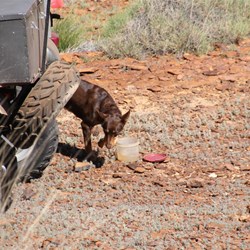 Massie enjoying morning tea ;-)