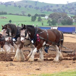 These horses came across the Nullarbor from WA. Love those feathery feet