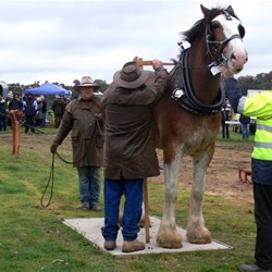 the biggest horse - all 18 hands of him