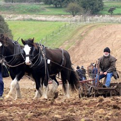a disc plough in action