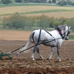 not all the horses were Clydesdales