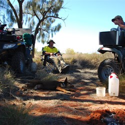 Lunch under the Desert Oaks