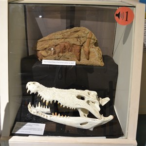 Saltwater croc v partial fossilised Kronosaurus skull