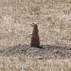 Prairie Dawg