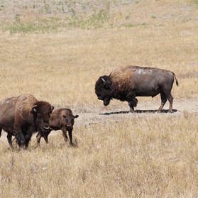 A family gathering at the dustbowl