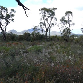 Wildflowers in the Stirling Ranges NP, WA