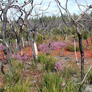 A burnt area comes to life.