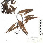 Herbarium specimen collected 1770