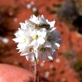 Look closely to see the detail