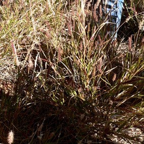 Buffel Grass in Northern Simpson Desert
