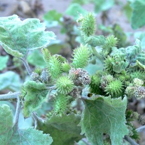 Seed pods of Noogoora Burr easily hitch a ride on animal fur, wool, clothes.