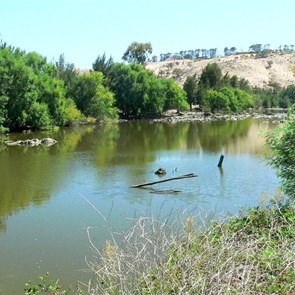 Only recently declared a weed, willows have a huge impact on waterways