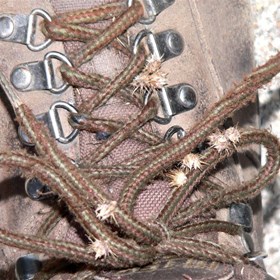 Footwear and clothing carries seed around