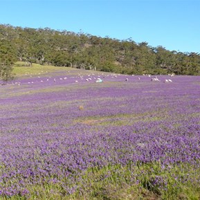 Pattersons Curse in the Flinders Ranges