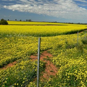 Capeweed (foreground) beside a canola crop, WA