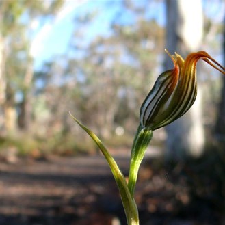 Detailed subject on a "third" line, soft background