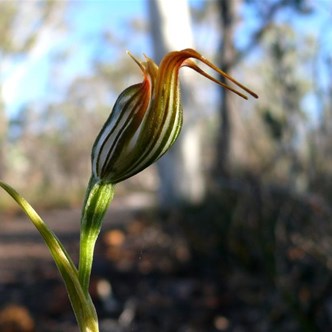 Subject centred is not as pleasing 