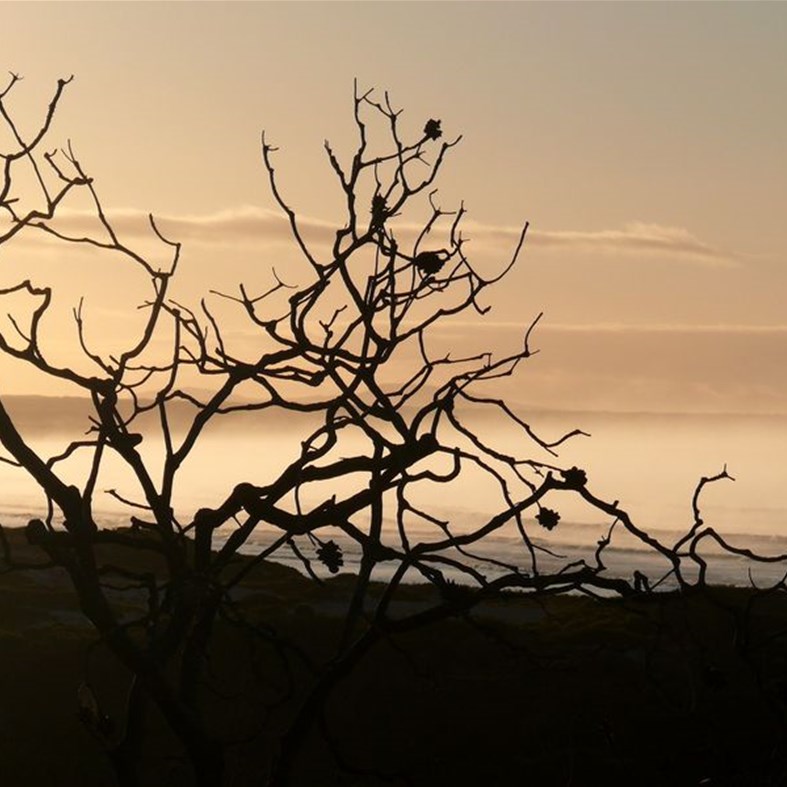 Backlighting can be very dramatic