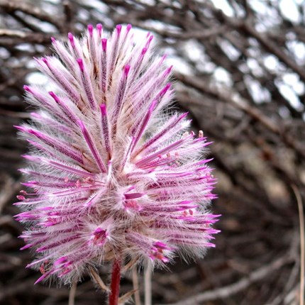 Detailed subject with blurred background
