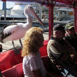 Percy the Dancing Pelican