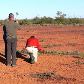 First Sturts Desert Peas