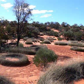 Spinifex rings