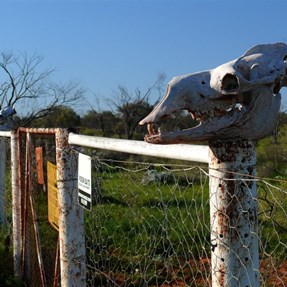 Gate through the dog fence