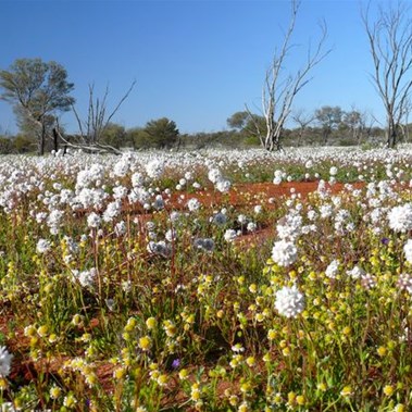 Wildflowers to the horizon