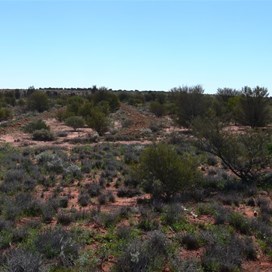 Successful revegetation on the clean-up site