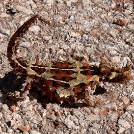 Thorny Devil near the village