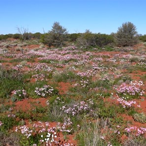 Wildflowers along the track to Emu