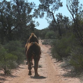 Well fed camels on the track