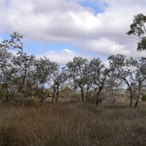 Eucalyptus wyolensis
