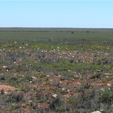 on the "null arbor" plain