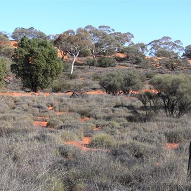 Marble gums, mallee, cyprus and spinifex covered the dunes
