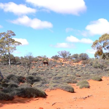 There were only a few camels