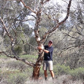 Has David found Eucalyptus wyolensis?