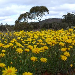Yellow paper daisies made a cheerful display