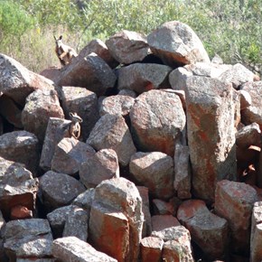 Rock Wallabies